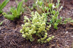 Psammotropha myriantha