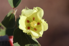Gossypium davidsonii