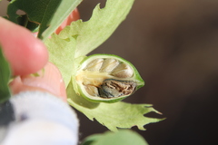 Gossypium davidsonii