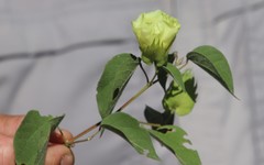 Gossypium davidsonii