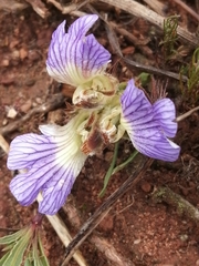 Blepharis procumbens
