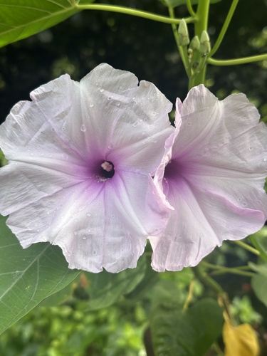Ipomoea carnea observed 2025-05-11
