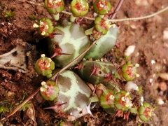 Euphorbia stellata