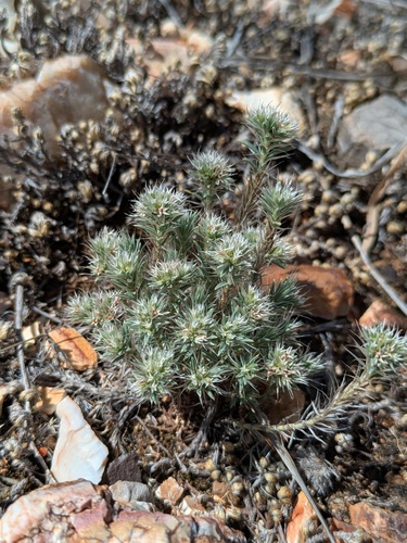 Wilkinson's nailwort (Paronychia wilkinsonii)