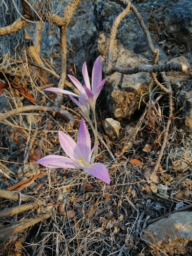 Colchicum sfikasianum