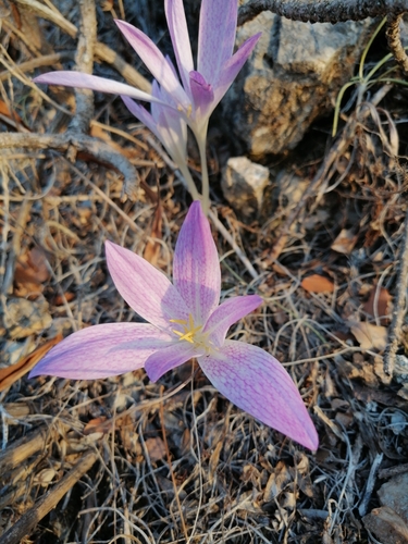 Colchicum sfikasianum