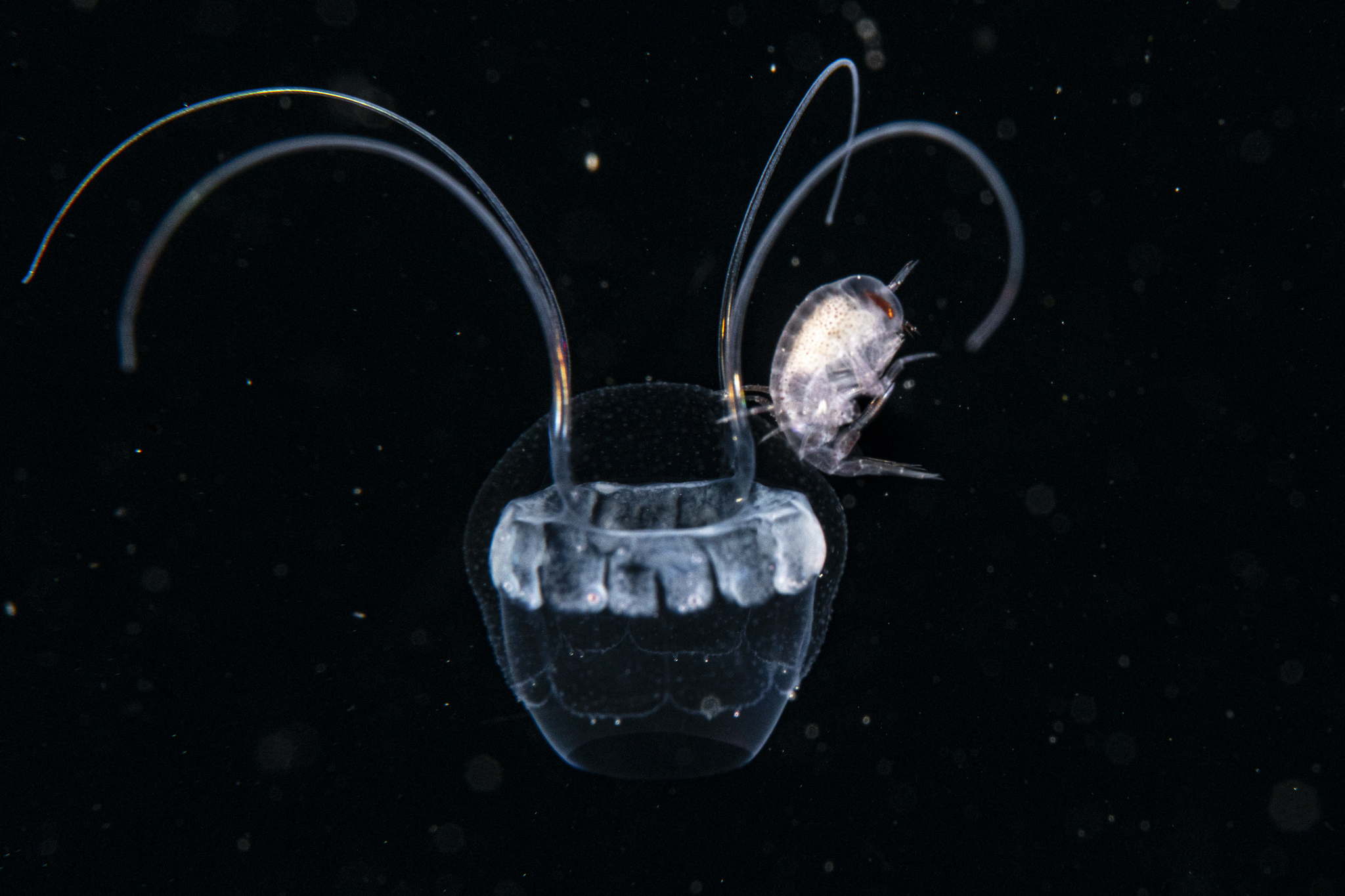 Aeginopsis laurentii Brandt, 1838