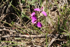 Polygala ericifolia