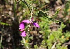 Polygala ericifolia