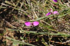 Polygala ericifolia