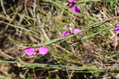 Polygala ericifolia