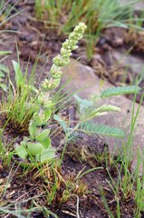 Crassula capitella nodulosa