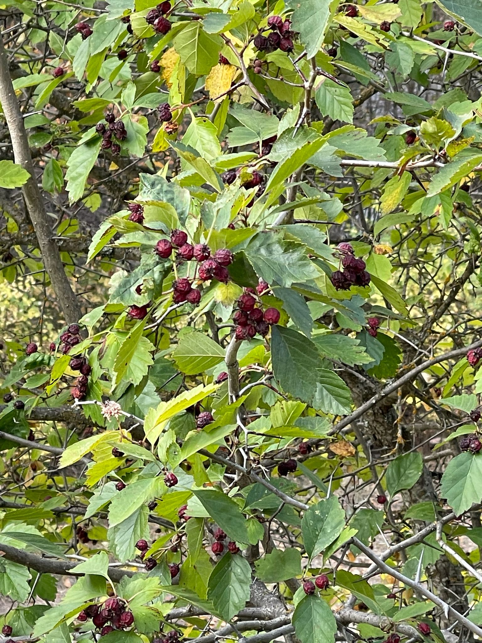 Crataegus enderbyensis