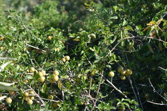 Diospyros intricata