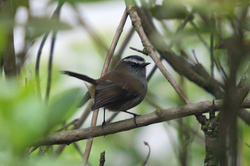 Crowned Chat-Tyrant (Ochthoeca frontalis) · iNaturalist