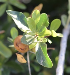 Diospyros intricata