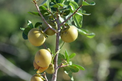 Diospyros intricata