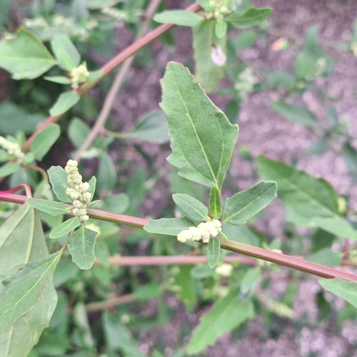 Chenopodium betaceum, photograph 2