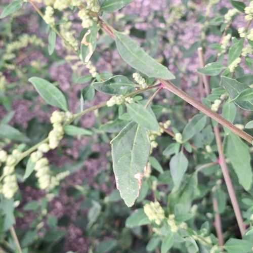 Chenopodium betaceum, photograph 3