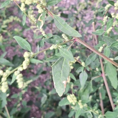 Marek Hrušovský, CC BY, iNaturalist via GBIF Chenopodium betaceum, photograph Marek Hrušovský, CC BY, iNaturalist via GBIF