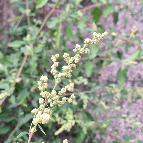 Chenopodium betaceum, photograph 4