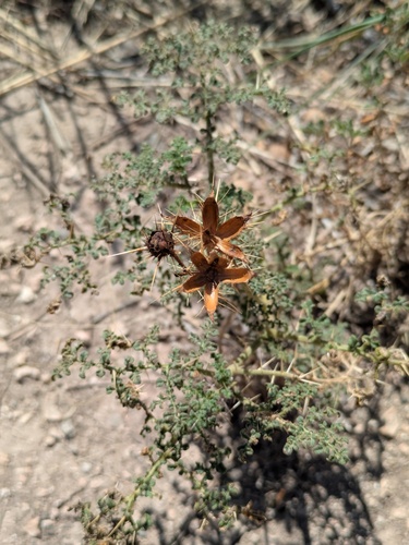Fancy Horsenettle (Solanum tenuipes)