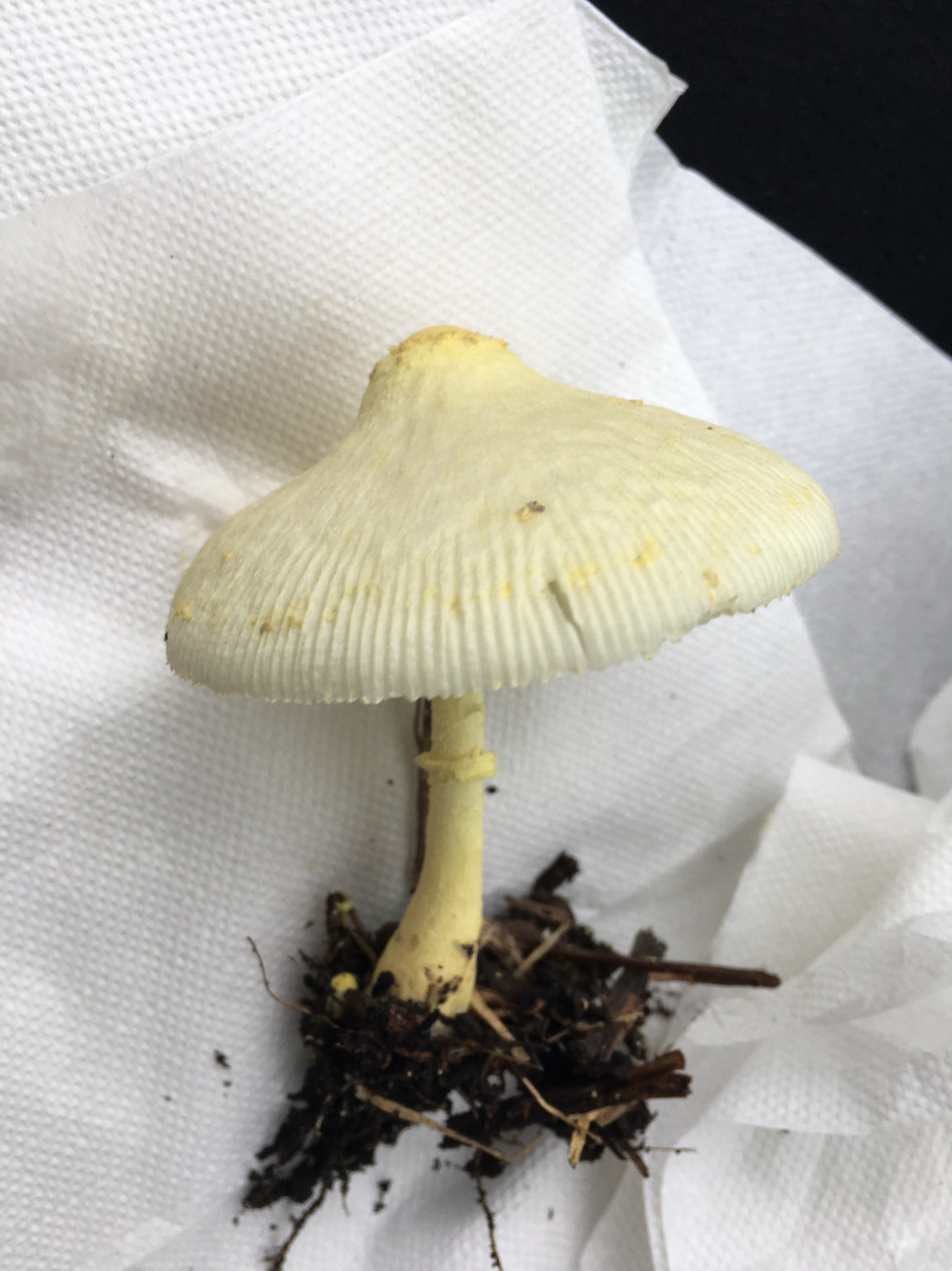 Leucocoprinus birnbaumii image