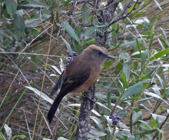Brown-Backed Chat-Tyrant photo 4