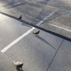 Columba livia domestica