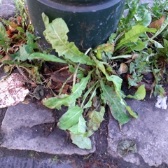 Taraxacum officinale