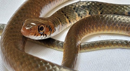 Tholloni's African Water Snake