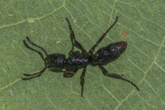 Pseudoneoponera rufipes