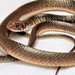 Tholloni's African Water Snake - Photo (c) Eric, some rights reserved (CC BY-NC), uploaded by Eric