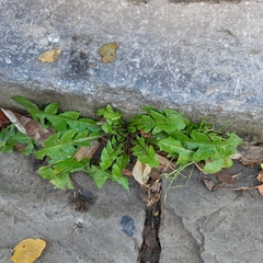 Taraxacum officinale