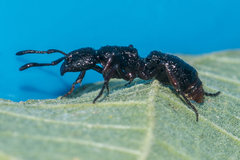 Pseudoneoponera rufipes