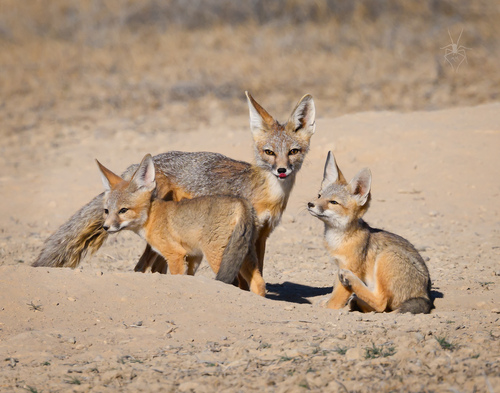 Kit Fox photographed in Nevada