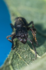 Pseudoneoponera rufipes