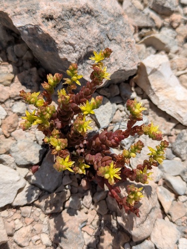 Sedum robertsianum