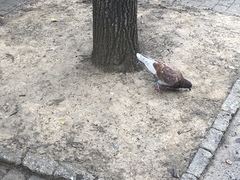Columba livia domestica