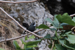 Rhipidura albicollis