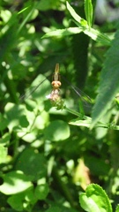 Erythrodiplax melanorubra