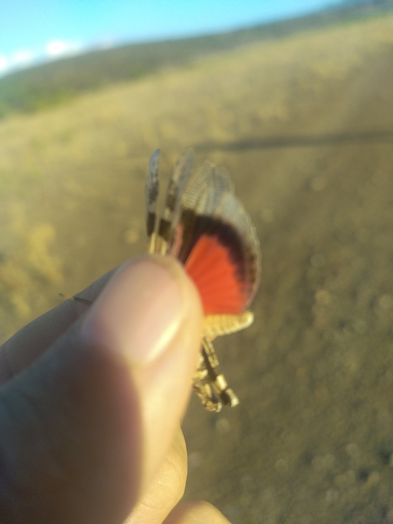 Scarlet Band-winged Grasshopper