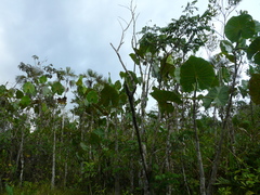 Montrichardia linifera