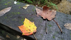 Acer binzayedii