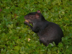 Dasyprocta fuliginosa