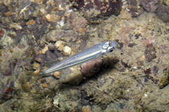 Atheriniformes