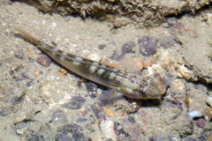 Amblygobius stethophthalmus