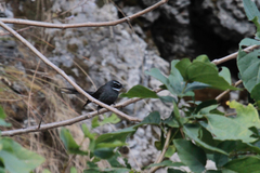 Rhipidura albicollis