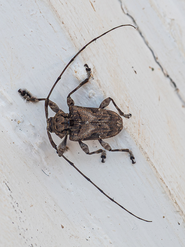 Spider Longhorned Beetle