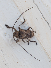 Spider Longhorned Beetle